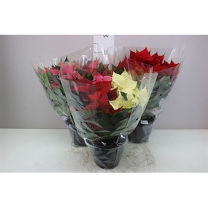 Euphorbia P Bush 10-12 Mixtrolley