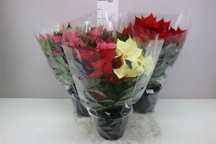 <h4>Euphorbia P Bush 10-12 Mixtrolley</h4>