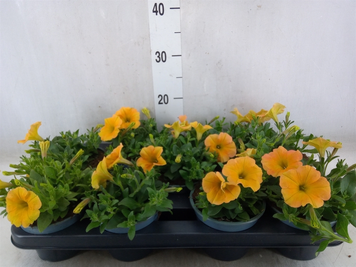<h4>Petunia   ...</h4>
