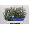 Aster Claudia