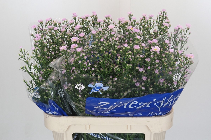 <h4>Aster Claudia</h4>