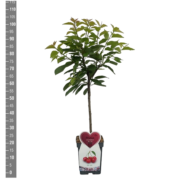 <h4>Prunus a. Sunburst Patioboom</h4>