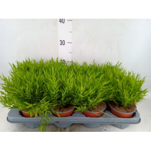 Pogonatherum  'Monica'