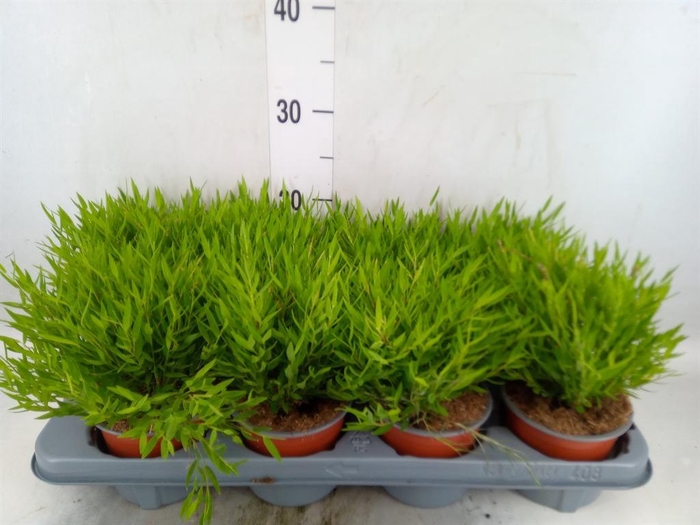 <h4>Pogonatherum  'Monica'</h4>