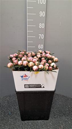 <h4>Paeo L Sara Bernhard Rosa</h4>