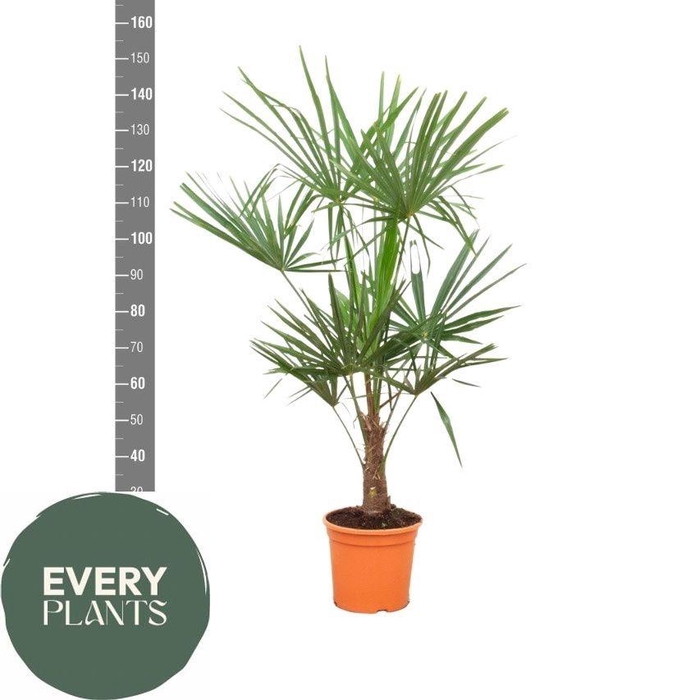 <h4>TRACHYC FORTUNEI</h4>