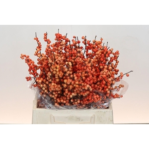 Ilex Oudijk's Orange