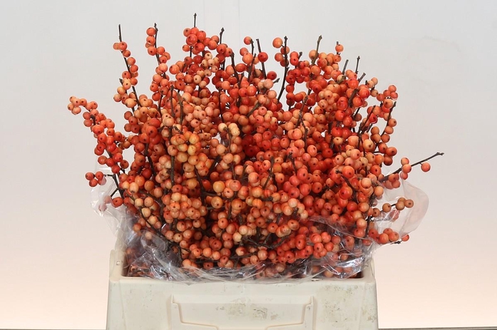 <h4>Ilex Oudijk's Orange</h4>