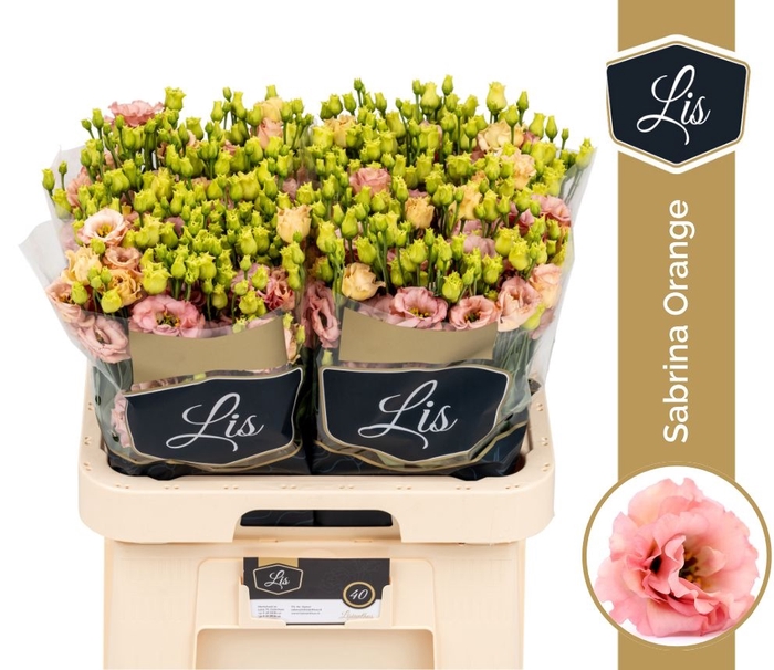 <h4>Eust Sabrina Orange LIS</h4>
