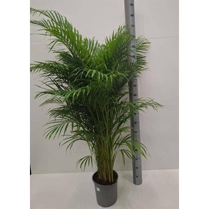 Areca lutescens 27Ø 160cm 20pp