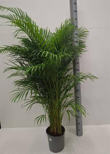 Areca lutescens 27Ø 160cm 20pp