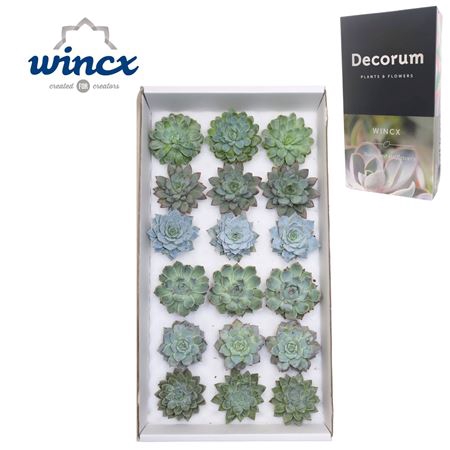 <h4>Echeveria Aqua Mix (wincx) Cutflower Wincx-8cm</h4>