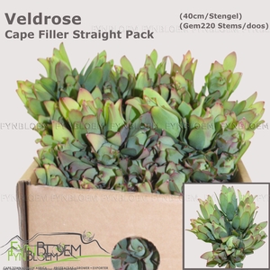 LEUCAD MOUNTAIN ROSE