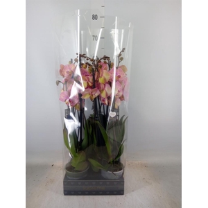 Phalaenopsis  'Jupiter'