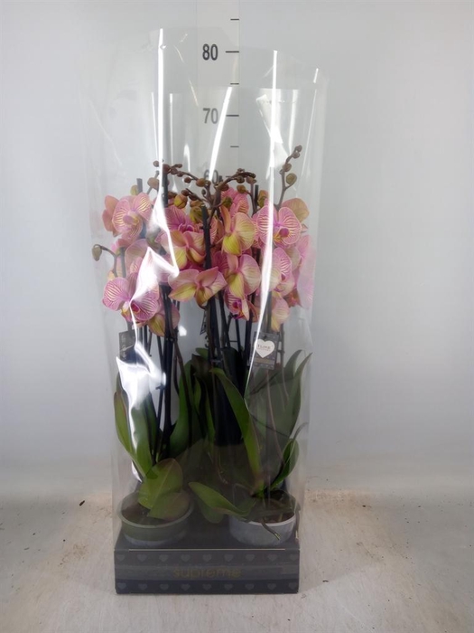 <h4>Phalaenopsis  'Jupiter'</h4>