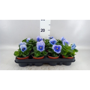 Viola wr. 'Flair Light Blue'