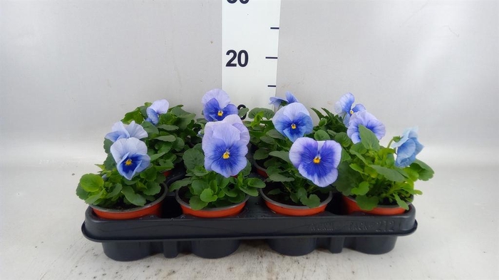 <h4>Viola wr. 'Flair Light Blue'</h4>