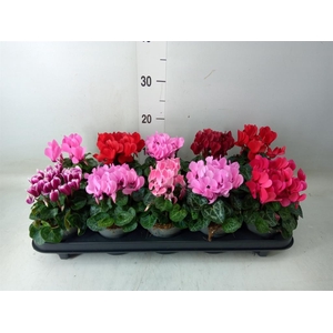 Cyclamen KL 'Verano'