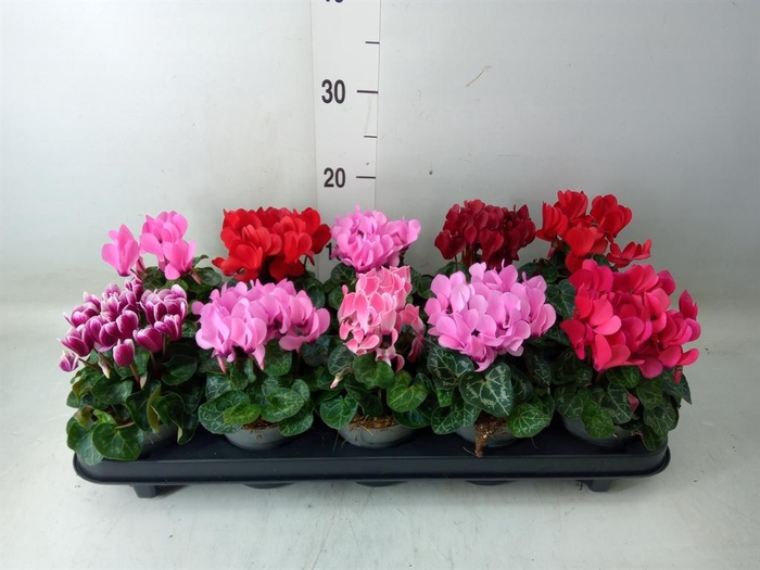 <h4>Cyclamen KL 'Verano'</h4>