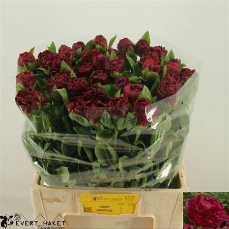 <h4>Paeo Henry Bockstoce</h4>