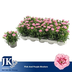 DIANTHUS PINK PURPLE BICOLOR