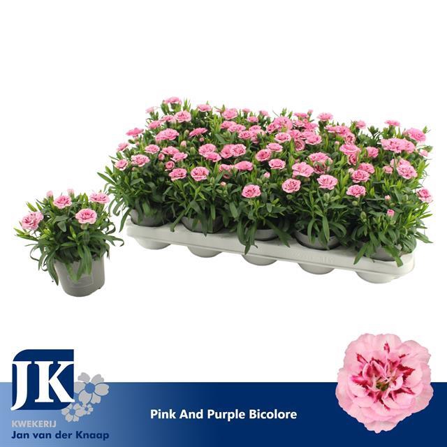 DIANTHUS PINK PURPLE BICOLOR