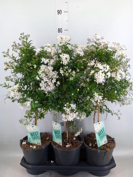 <h4>Solanum jasminoides</h4>