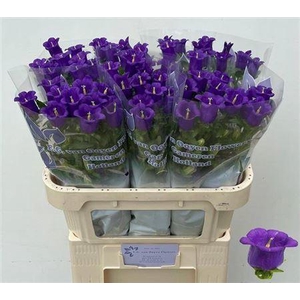 Camp M Champion Blue