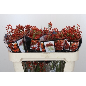 Rozenbottel Autumn Rosefruits