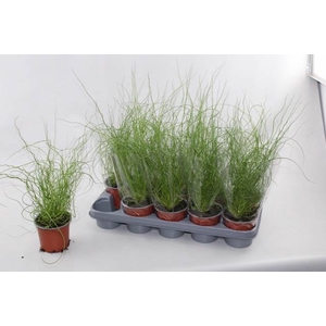 JUNCUS EF SPIRALIS