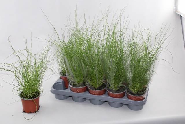 <h4>JUNCUS EF SPIRALIS</h4>