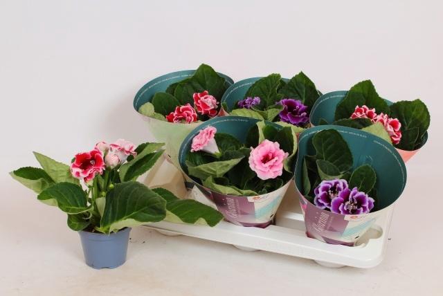 <h4>SINN BROCADE GEM</h4>