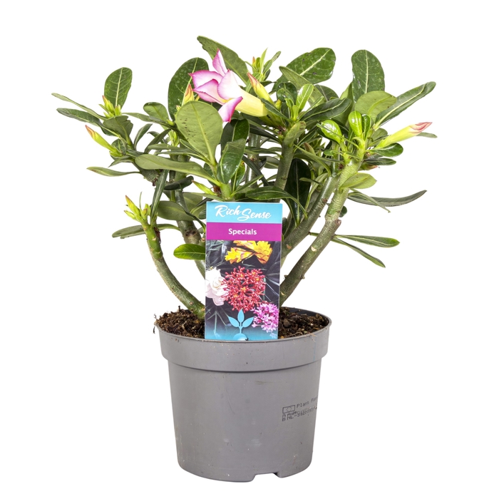 Adenium Obesum Pink Star