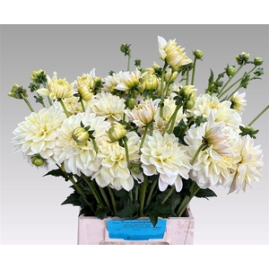Dahlia Creme