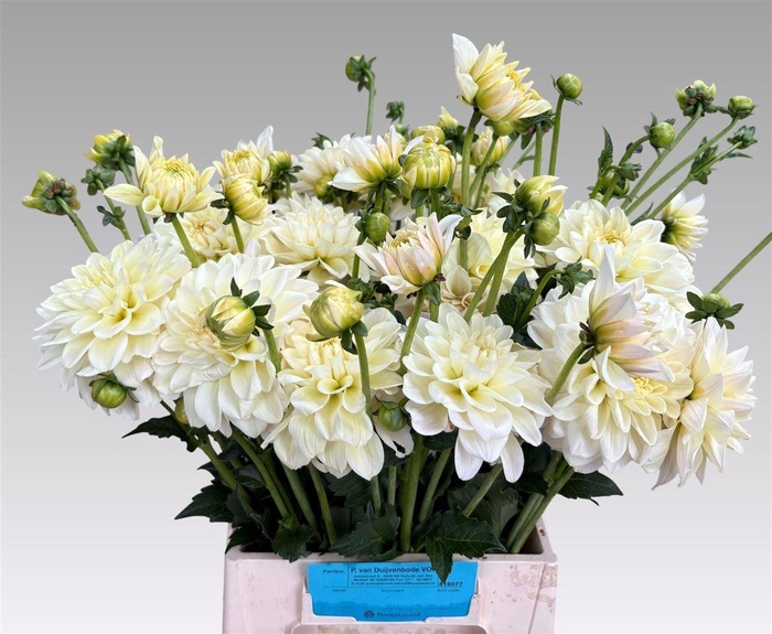 <h4>Dahlia Creme</h4>
