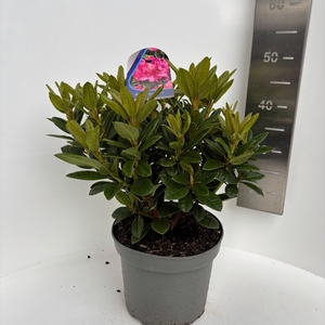 Rhododendron 'Rocket'