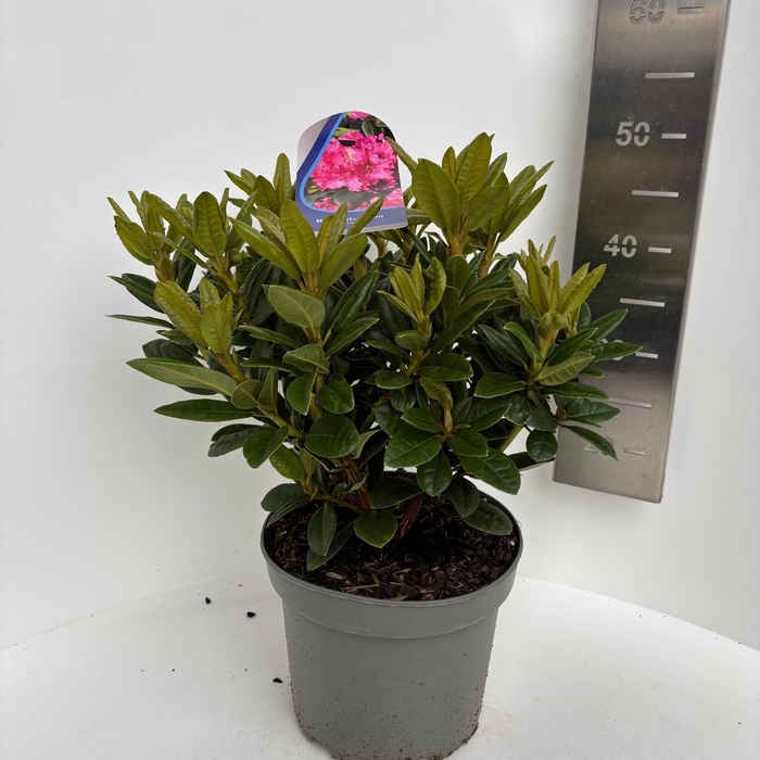 <h4>Rhododendron 'Rocket'</h4>