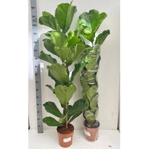 FICUS LYRATA