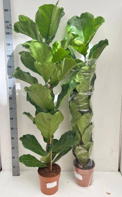 <h4>FICUS LYRATA</h4>