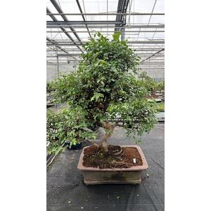 Zelkova parvifolia, pot 46 cm., height 90cm (single item)