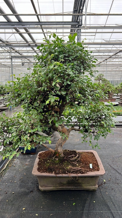 <h4>Zelkova parvifolia, pot 46 cm., height 90cm (single item)</h4>