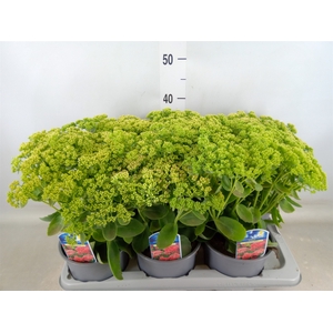 Sedum spectabile 'Herbstfreude'