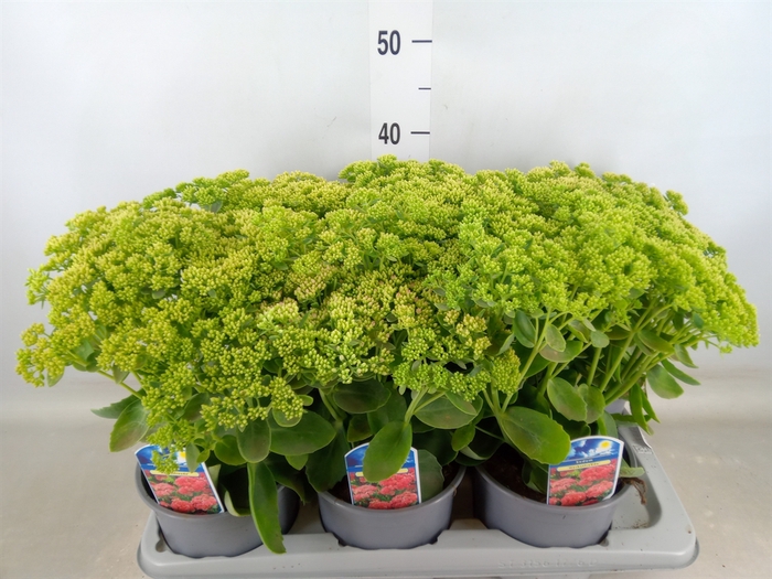 <h4>Sedum spectabile 'Herbstfreude'</h4>