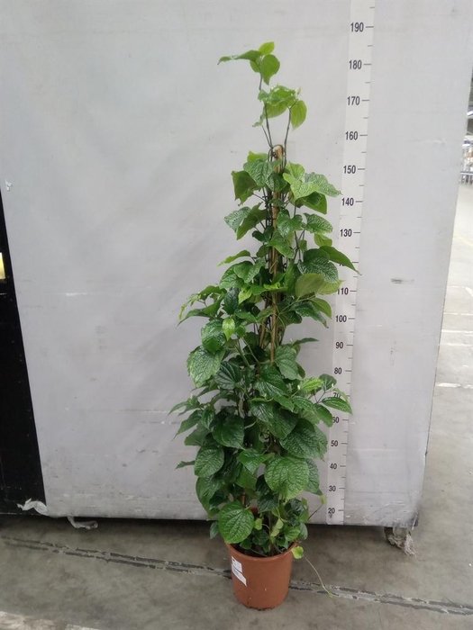 <h4>Piper sylvaticum</h4>