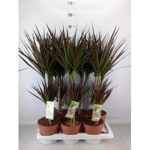 Dracaena marg. 'Magenta'