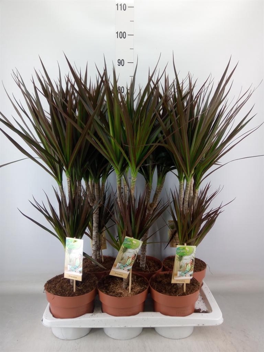 <h4>Dracaena marg. 'Magenta'</h4>
