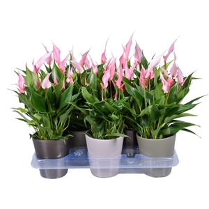 Anthurium Lilli 9 cm in gemengd ZOE keramiek