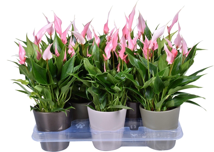 <h4>Anthurium Lilli 9 cm in gemengd ZOE keramiek</h4>
