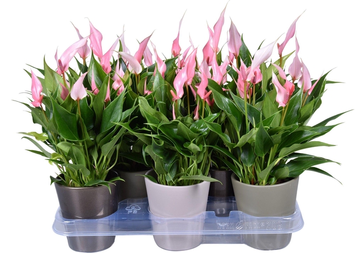 <h4>Anthurium Lilli 9 cm in gemengd ZOE keramiek</h4>