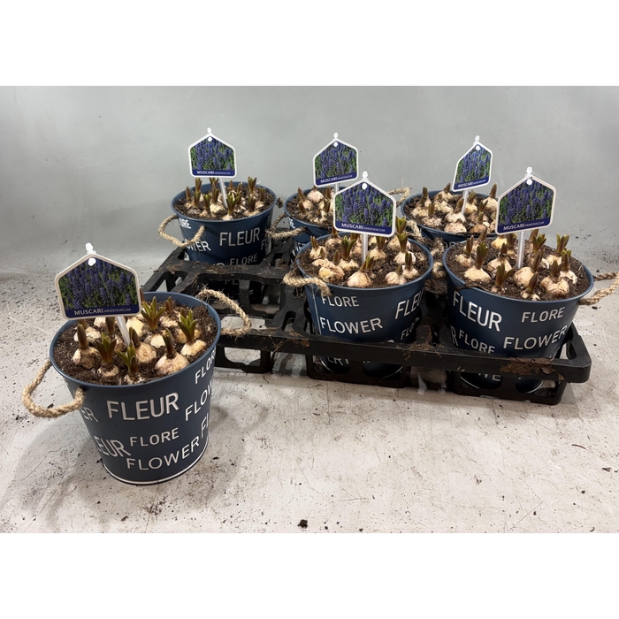 <h4>ARR MUSCARI</h4>